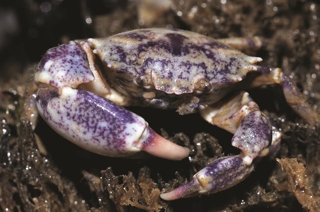 Named after the Lee Foundation, the purple marine crab is a recently discovered new genus and new species. Photo: Jose Christopher Mendoza. Courtesy of National Parks Board.